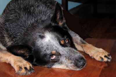 You know your dog spends most of her time on the floor. (Or at least when you are home ;-.) Clean your hardwood and tile with easy with Hide-A-Hose inlets for your central vacuum, like a Vacuflo.